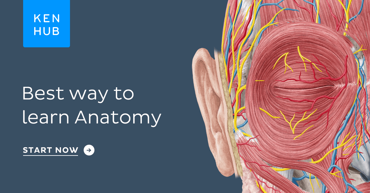 Learn anatomy with expert-created video tutorials