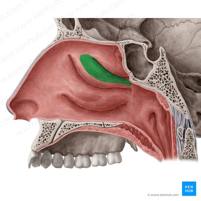 Nariz y fosas nasales: Anatomía, partes, irrigación | Kenhub