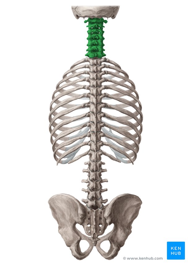 Vértebras cervicales: Anatomía, ligamentos y lesiones | Kenhub