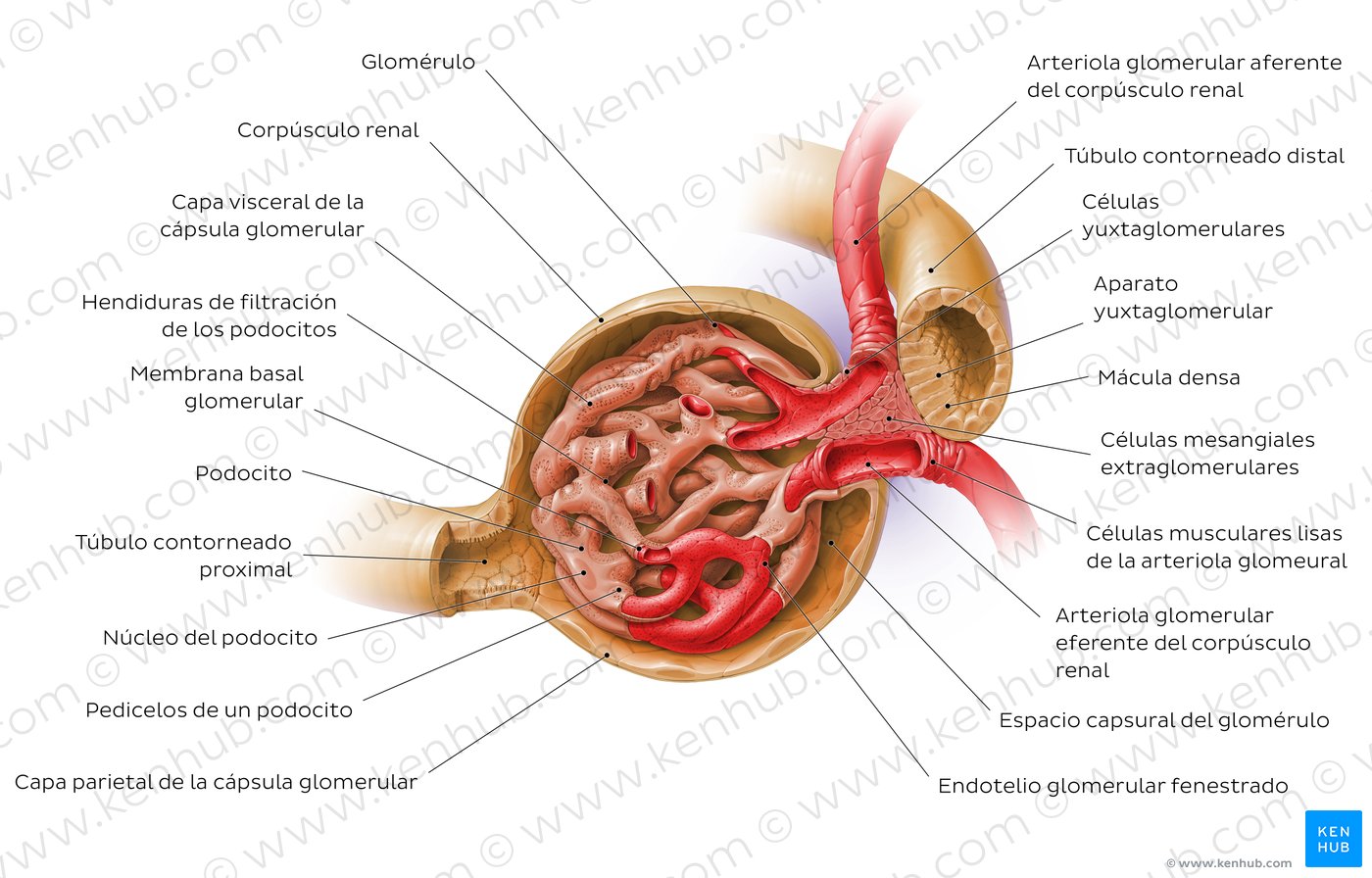 Riñones: Anatomía, función y estructura interna | Kenhub