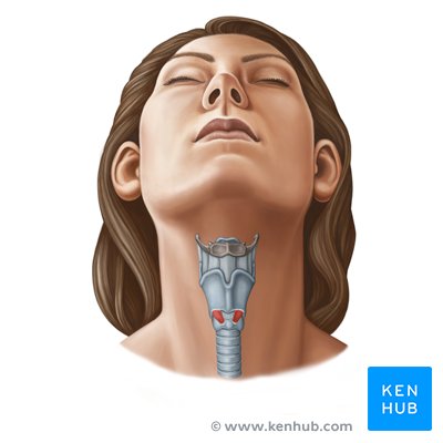 Neck Anatomy: Muscles, glands, organs