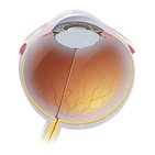 Anatomie du bulbe oculaire