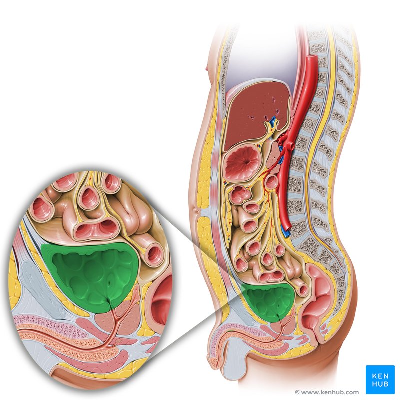 Urinary bladder: Anatomy, function and clinical notes