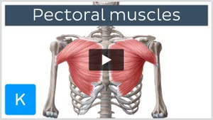 Pectoral muscles