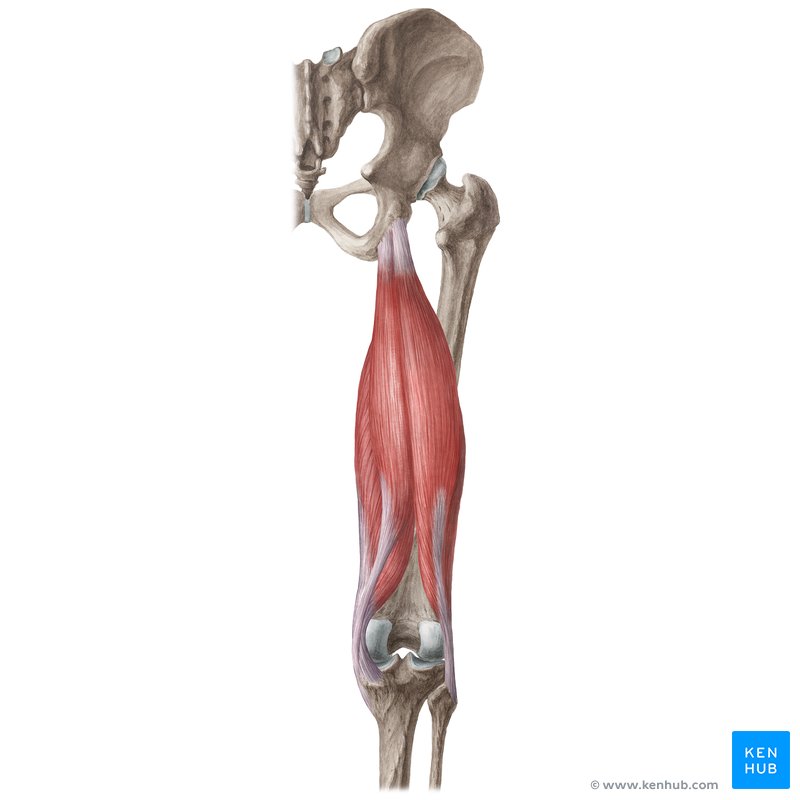 Muscles of the upper leg posterior view Diagram