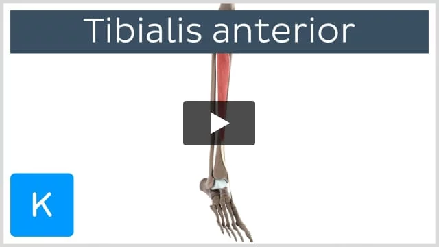 Anterior muscles of the leg: Anatomy and function