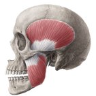 Muscles de la mastication