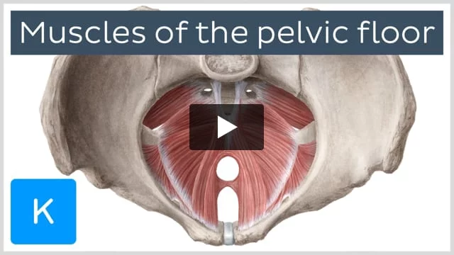 Pelvis & Gender Differences of Pelvic Anatomy