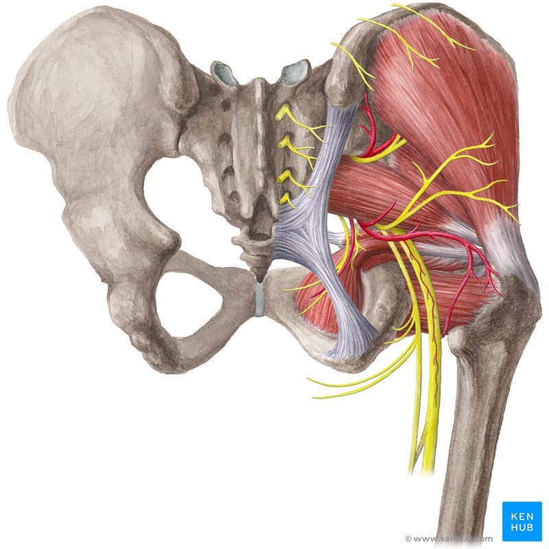 Hip and thigh: Bones, joints, muscles