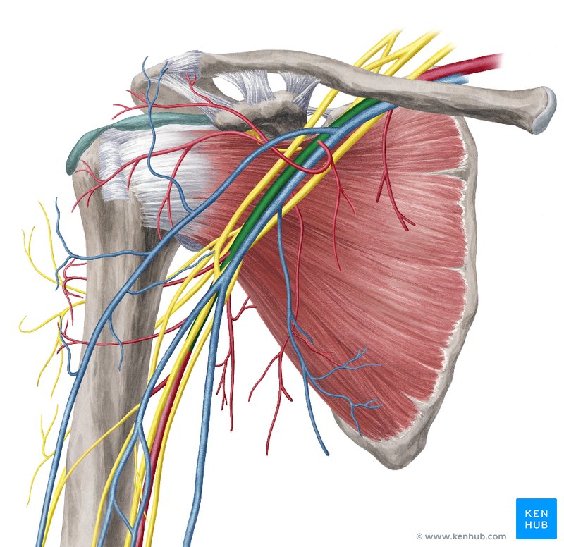 Upper limb: Arteries, veins and nerves