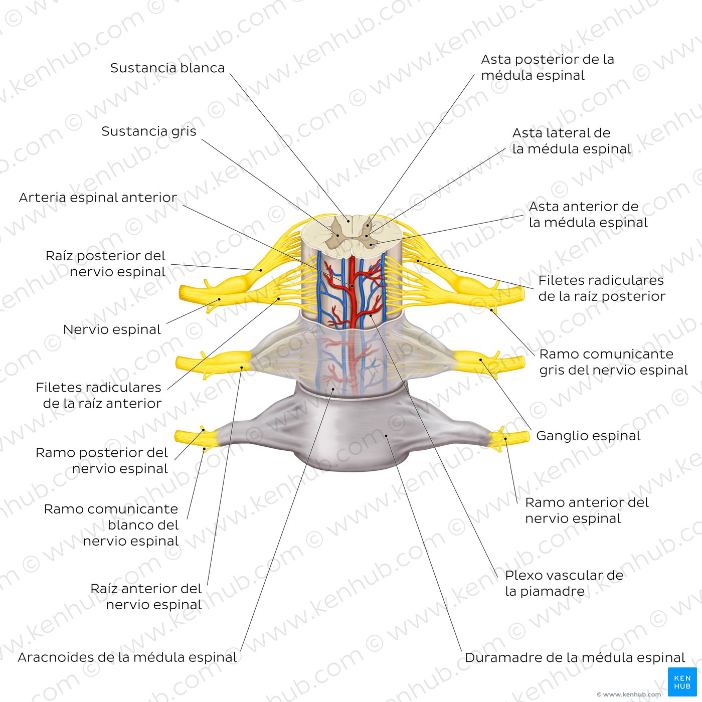 Médula espinal: Anatomía, estructura, vías y función | Kenhub
