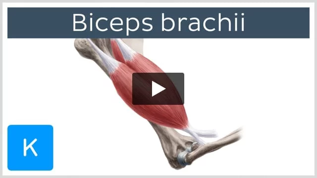 Triceps/ Biceps Flexion & Extension, Upper Arm Series, Part 3a (3D