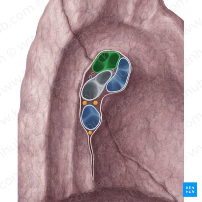 Left pulmonary artery (Arteria pulmonalis sinistra); Image: Yousun Koh