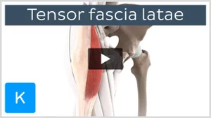 Tensor Fasciae Latae: attachments, action, innervation