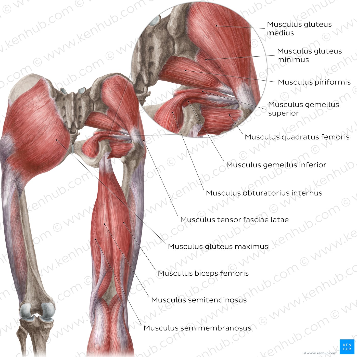 Musculus biceps femoris: Anatomie, Funktion & Versorgung | Kenhub