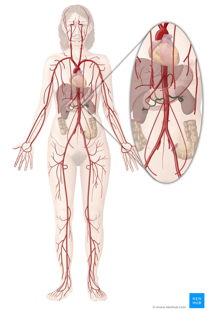 Arteria Renal Anatom A Ramas Territorio Kenhub
