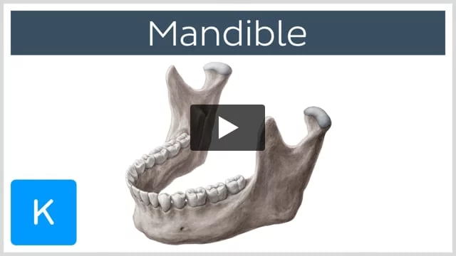 Mandibula - Vicipaedia