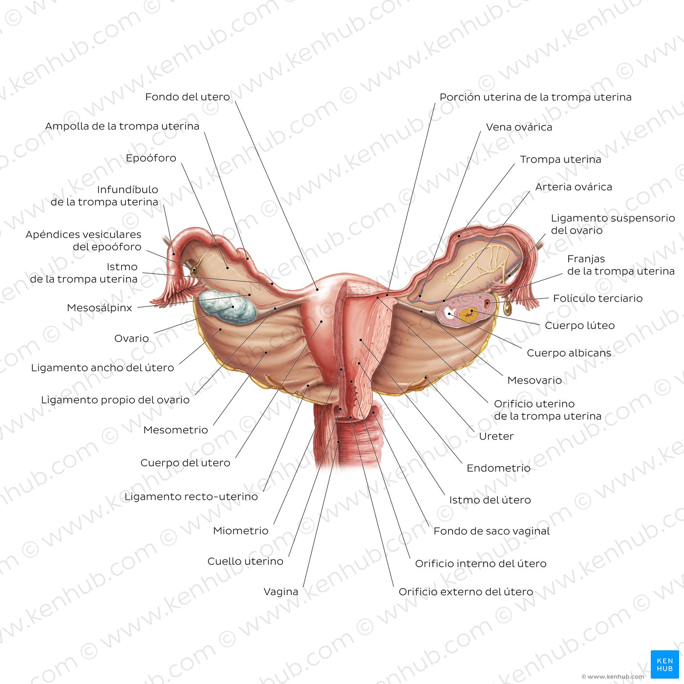 Ovarios: Anatomía y embriología | Kenhub