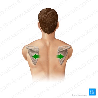 Shoulder girdle: anatomy, movements and function