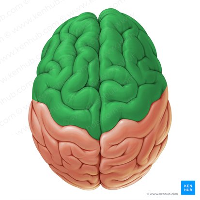 Lóbulo frontal: Anatomía, funciones y relaciones clínicas | Kenhub