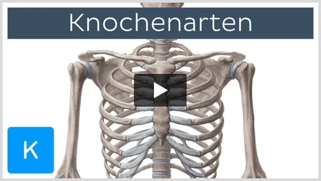 Knochen (Ossa) - Arten, Aufbau & Histologie