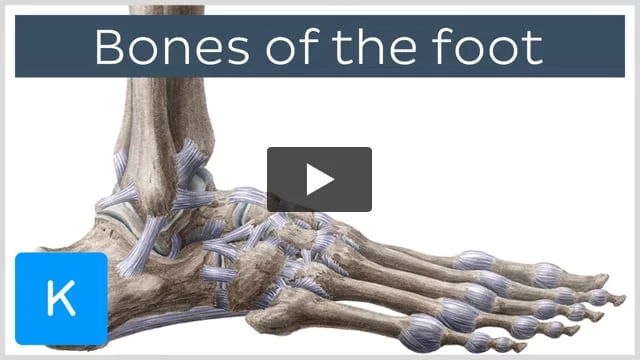 Arches of the foot: Anatomy