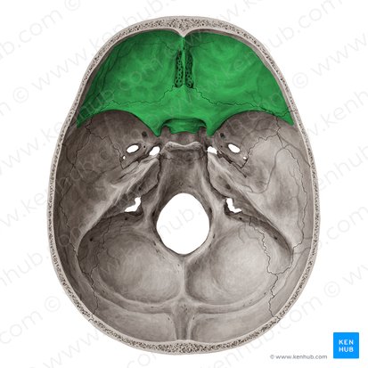 Fossa anterior cranii (Vordere Schädelgrube); Bild: Yousun Koh