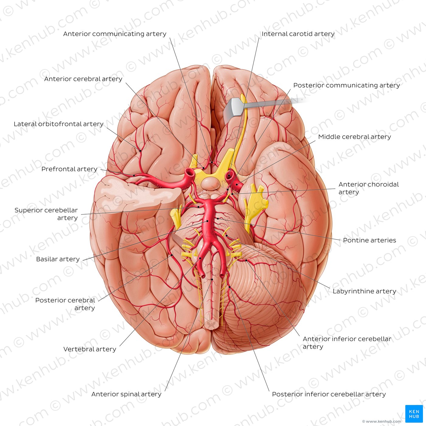 Blood supply to the brain: Anatomy of cerebral arteries | Kenhub