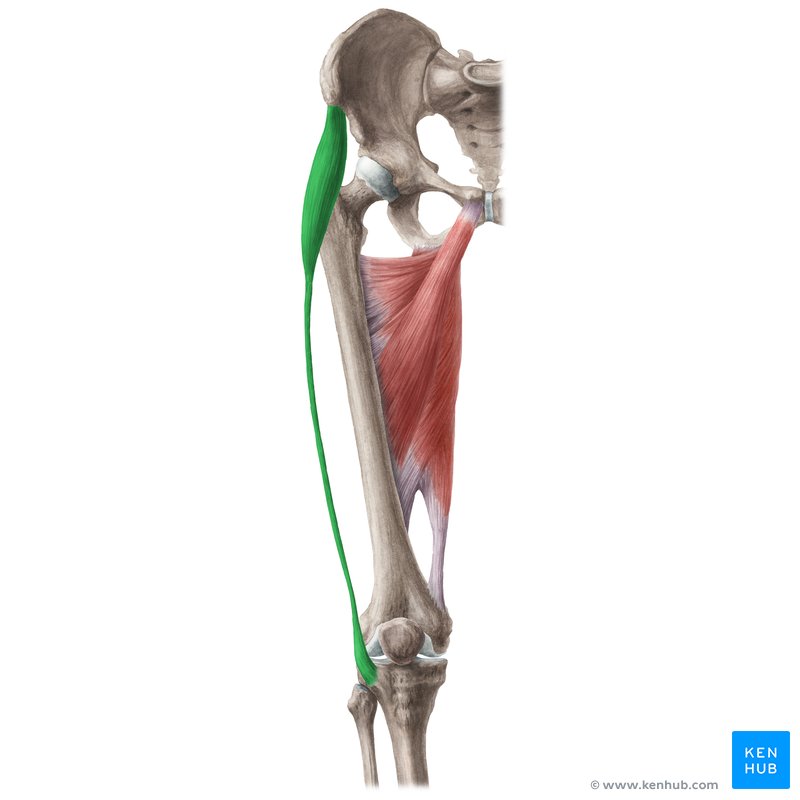 Tensor fasciae latae muscle: Anatomy and function