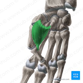 Músculos tenares - Anatomia, Mnemônica, Inervação, Função | Kenhub