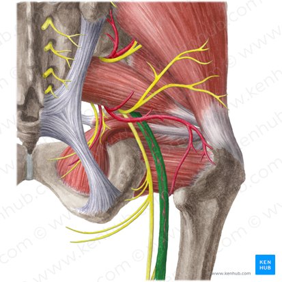 The Sciatic Nerve exits the Greater Sciatic Notch (green circle)