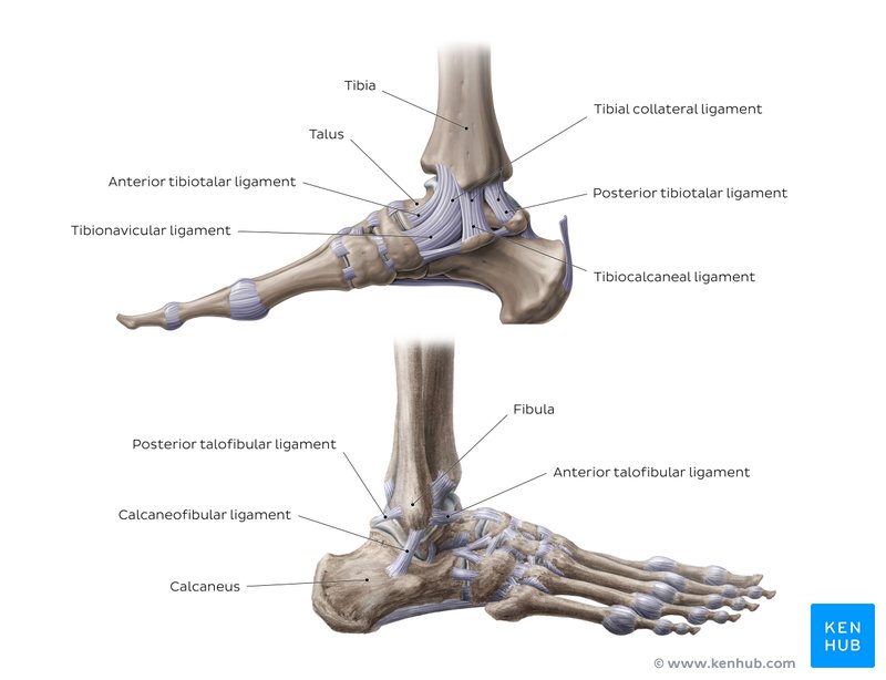 Lower limb anatomy: Bones, muscles, nerves, vessels | Kenhub