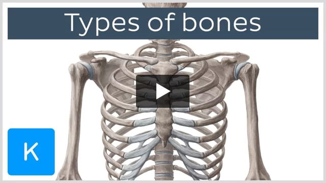 Bones of the human body: Overview and anatomy