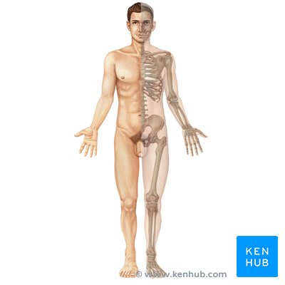 Muskuloskelettales System - Knochen, Muskeln, Gelenke