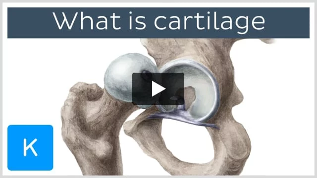 What is cartilage?