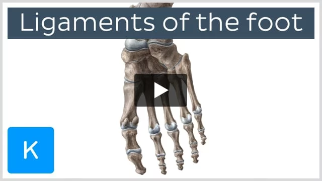 Plantar flexion: Function, anatomy, and injuries