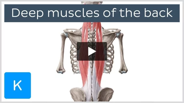 Thoracolumbar fascia: Anatomy and clinical notes