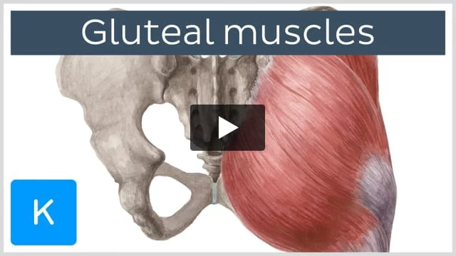 Gluteal muscles: Attachments, supply and function