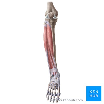 Leg and knee anatomy: Bones, muscles, soft tissues