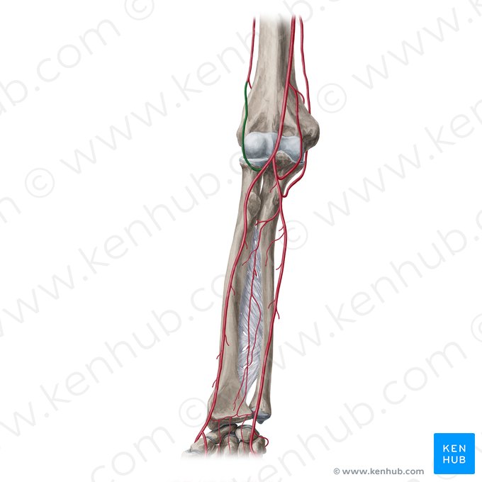 Elbow Joint Anatomy Ligaments Movements Blood Supply Kenhub