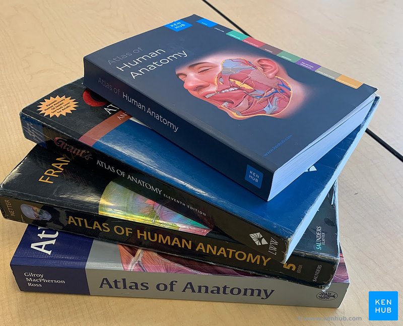 Stacked anatomy atlases: Kenhub's, Grant's, Netter's and Gilroy's