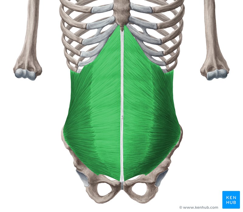 External Oblique Aponeurosis & Linea Alba_02  Abdominal muscles anatomy, Abdominal  muscles, Muscle anatomy