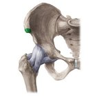 Spina iliaca anterior superior (SIAS)
