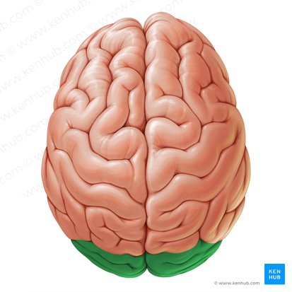 Corteza cerebral: Estructura, áreas, funciones | Kenhub