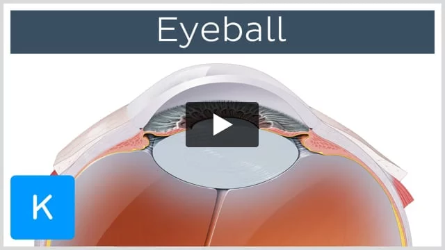 The Eyeball - Structure - Vasculature - TeachMeAnatomy