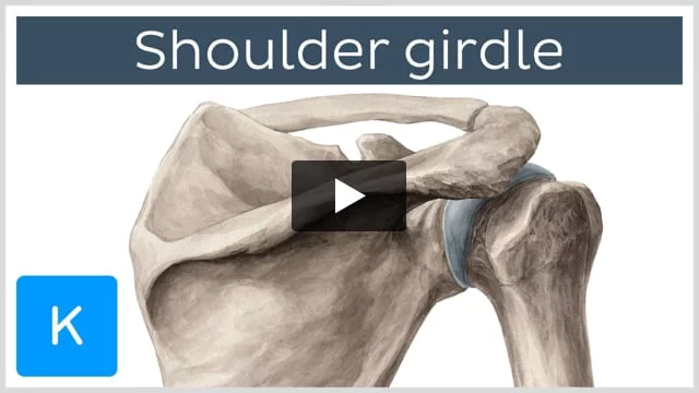 Fascias and spaces of the shoulder girdle: Anatomy