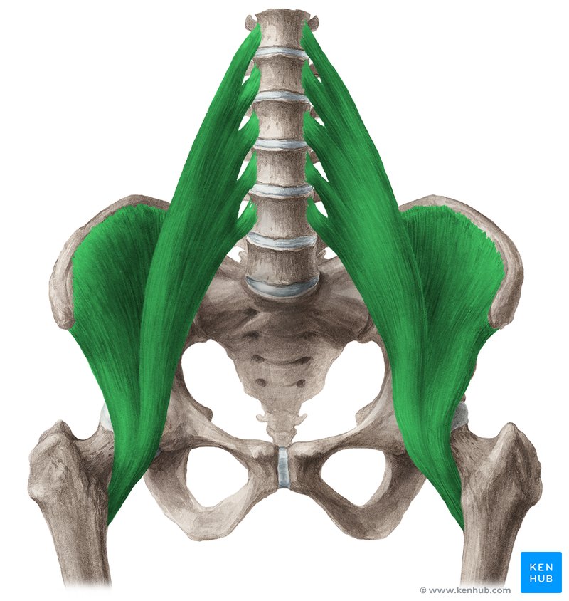 Iliopsoas Muscle Anatomy Function Supply Innervation Kenhub