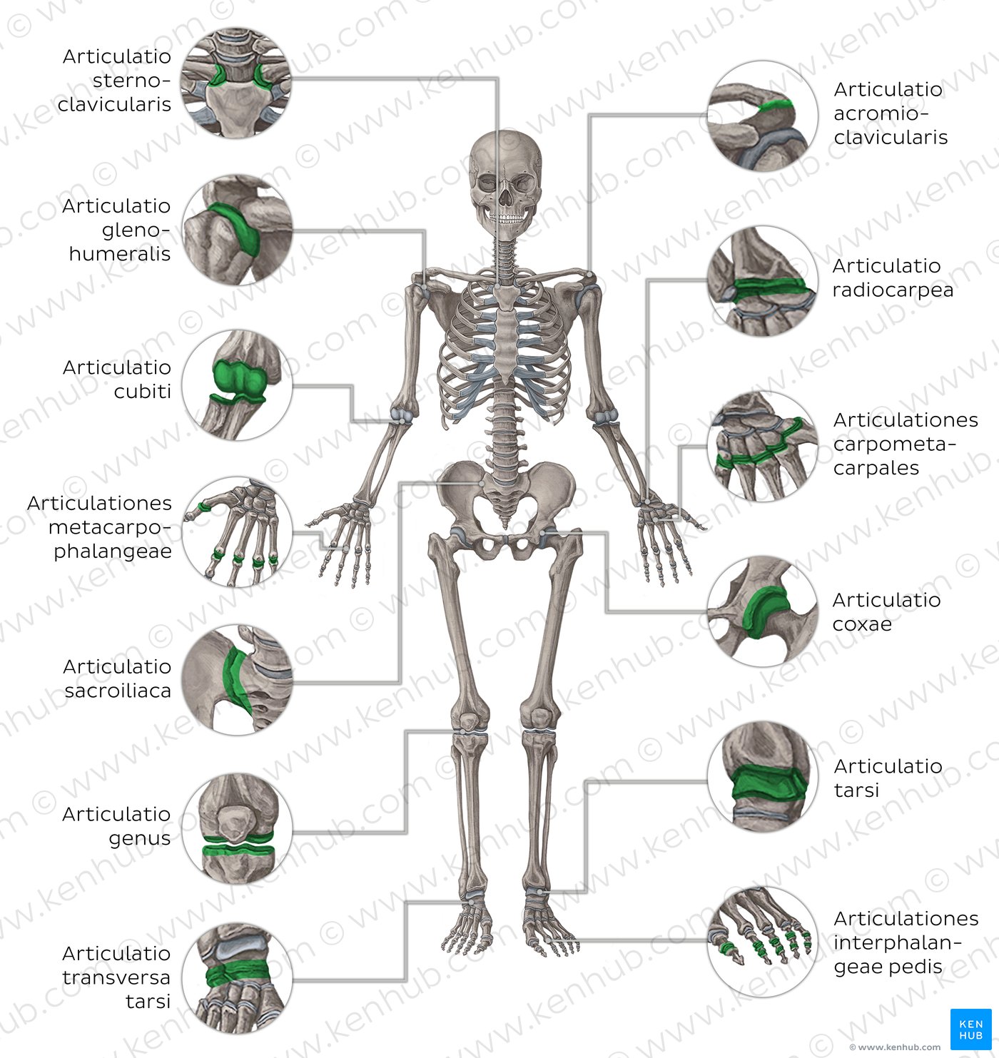 Wie viele Knochen hat ein Mensch?