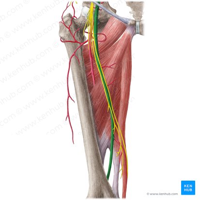 Adductor canal: anatomy and function. | Kenhub