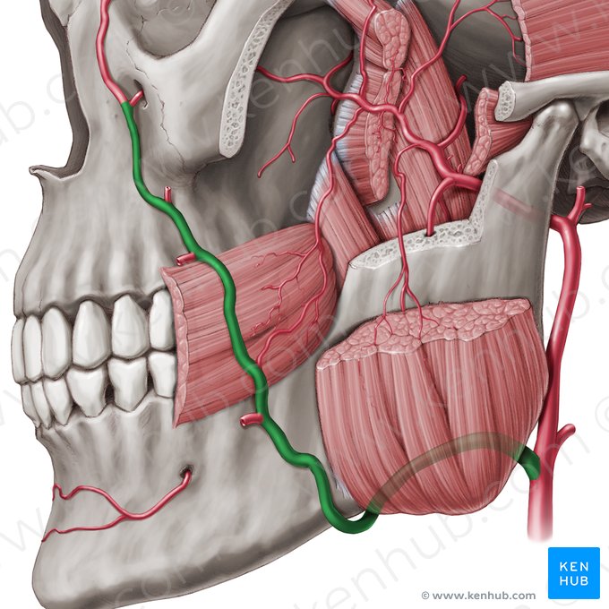 Músculo pterigóideo lateral: Origem, Inserção, Ação